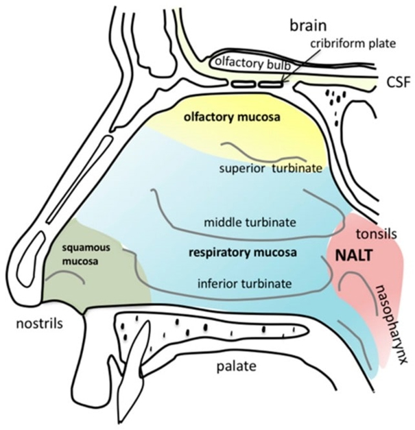 Nasal Congestion Evren Ayko Kulak Burun Bo az Uzman 