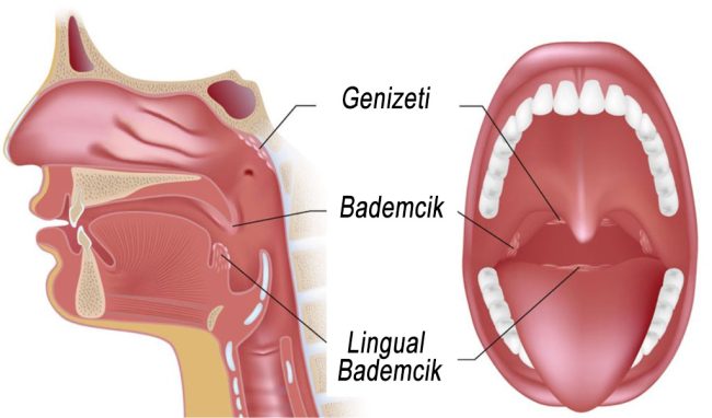 genizeti Geniz Eti