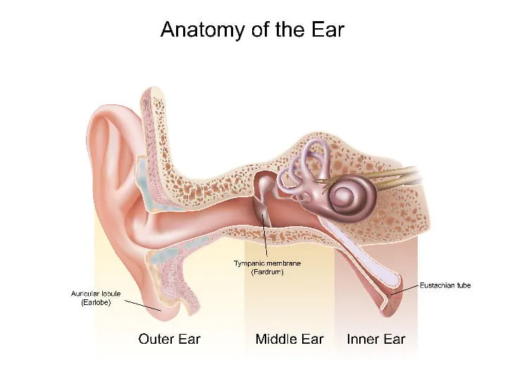 Kulak Enfeksiyonu